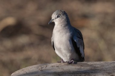 Picui Ground Dove,  Columbina picui, Calden forest, La Pampa, Argentina
