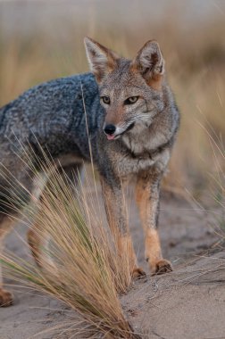 South American gray fox, Lycalopex griseus, Peninsula Valdes, Chubut Province, Patagonia, Argentina. clipart