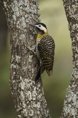 Green barred Woodpecker in forest environment,  La Pampa province, Patagonia, Argentina. clipart