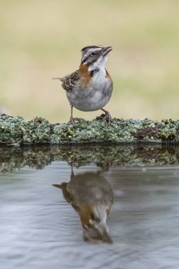 Rufous collared Sparrow, Zonotrichia capensis, Calden forest, La Pampa , Argentina