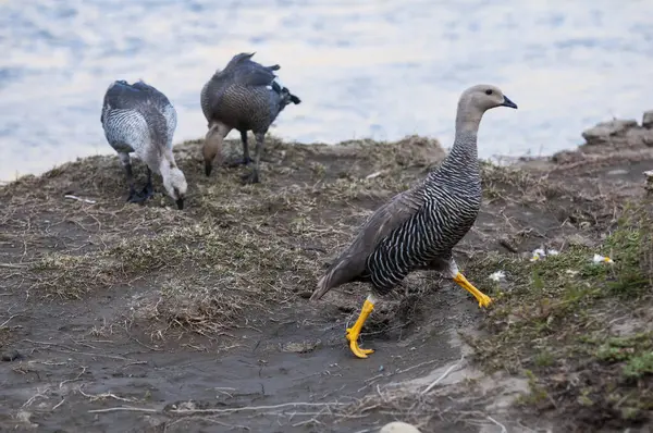 stock image Upland Goose, Chloephaga picta, Tierra del Fuego National Park, Patagonia, Argentina.