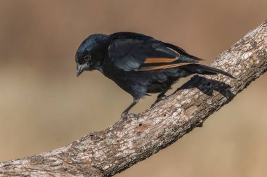 Calden Ormanı çevresindeki parlak inek kuşu, La Pampa Eyaleti, Patagonya, Arjantin.
