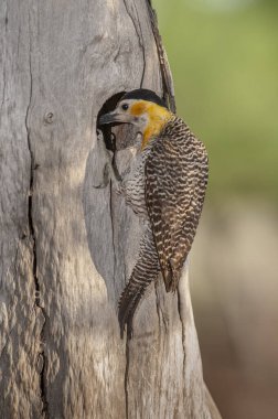 Campo Flicker ,Colaptes campestris
