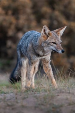 South American gray fox, Lycalopex griseus, Peninsula Valdes, Chubut Province, Patagonia, Argentina.