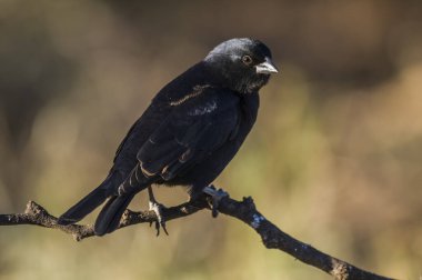 Calden Ormanı çevresindeki parlak inek kuşu, La Pampa Eyaleti, Patagonya, Arjantin.