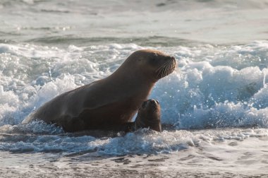 Mother and Baby  Sea Lion, Peninsula Valdes, Chubut Province Patagonia Argentina clipart
