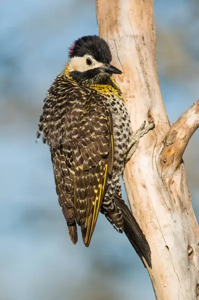 stock image Green barred Woodpecker in forest environment,  La Pampa province, Patagonia, Argentina.