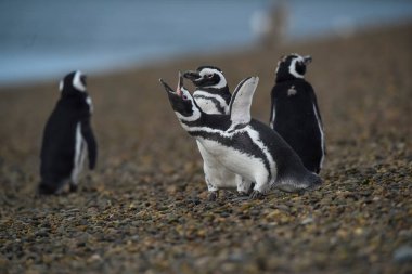 Magellanic penguin, Caleta Valdes, peninsula Valdes, Chubut Province, Patagonia Argentina