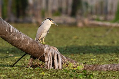 Black crowned Night Heron, Nycticorax nycticorax, Baado La Estrella, Formosa Province, Argentina 
