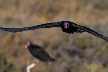 Türkiye Akbabası, uçmayı planlıyor, Patagonya, Arjantin