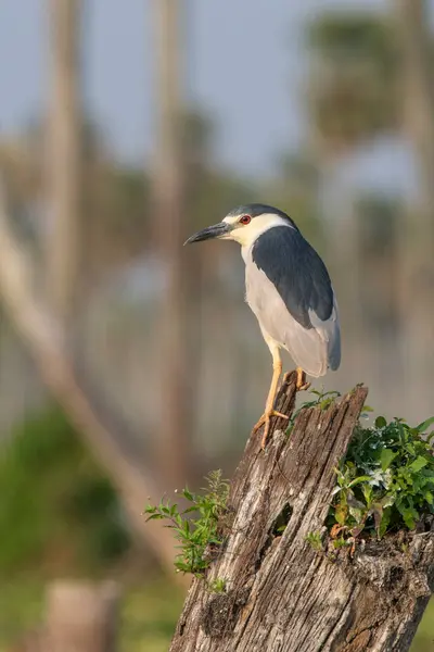 stock image Black crowned Night Heron, Nycticorax nycticorax, Baado La Estrella, Formosa Province, Argentina 