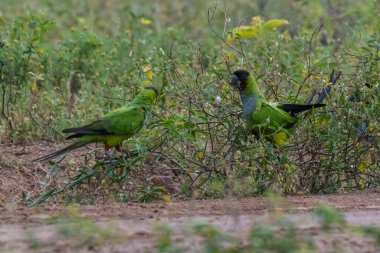 Black hooded parakeet, Aratinga nenday,La Estrella Marsh, Formosa Province,  Argentina.