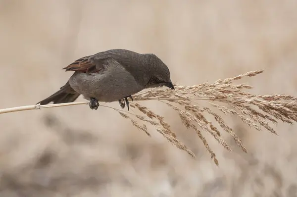 stock image Bay winged Cowbird in Calden forest environment, La Pampa Province, Patagonia, Argentina.