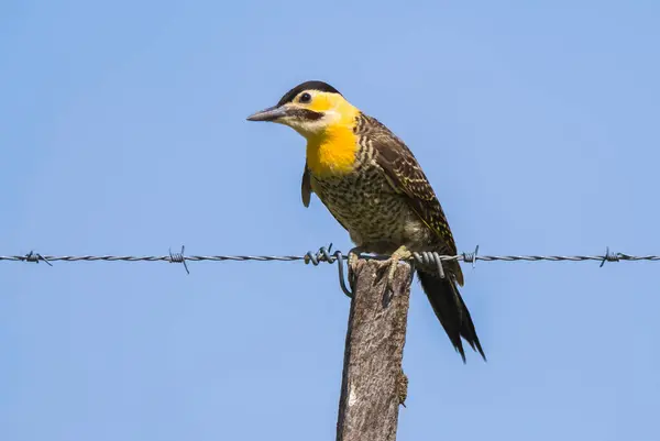 Stock image Campo Flicker ,Colaptes campestris