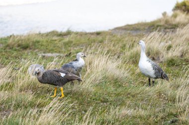 Upland Goose, Chloephaga picta, Tierra del Fuego National Park, Patagonia, Argentina. clipart