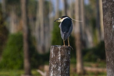 Black crowned Night Heron, Nycticorax nycticorax, Baado La Estrella, Formosa Province, Argentina 