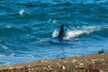 Killer Whale, Orca, hunting a sea lion pup, Peninsula Valdes, Patagonia Argentina