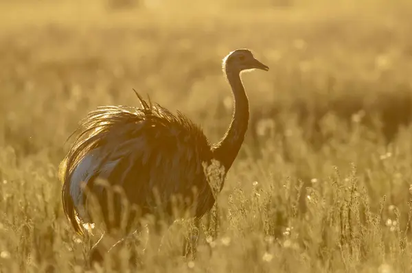 Stock image Greater Rhea, Rhea americana, La Pampa , Patagonia, Argentina