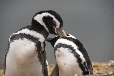 Magellanic penguin, Caleta Valdes, peninsula Valdes, Chubut Province, Patagonia Argentina clipart
