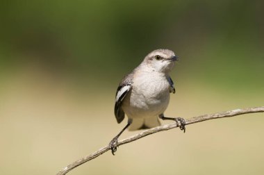 White banded mokingbird, in spinal forest environment , Pampas, Argentina.