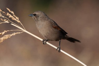 Calden Ormanı 'nda Bay winged Cowbird, La Pampa Eyaleti, Patagonya, Arjantin.