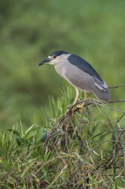 Black crowned Night Heron, Nycticorax nycticorax, Baado La Estrella, Formosa Province, Argentina 