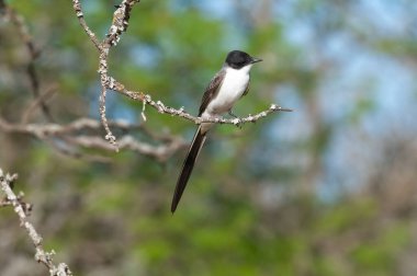 Fork tailed Flycatcher perched in forest, La Pampa Province, Patagonia, Argentina. clipart
