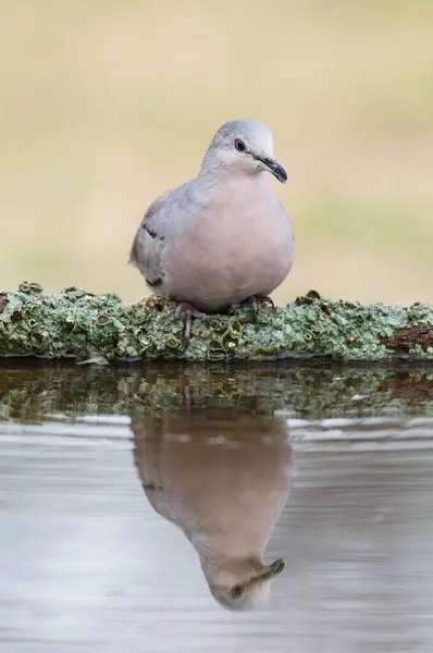 stock image Eared Dove,Zenaida auriculata , Calden forest, La Pampa Province, Patagonia,, Argentina.