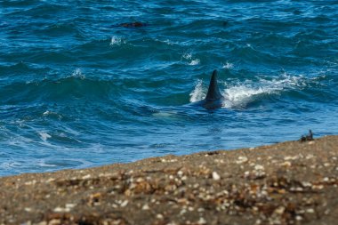 Killer Whale, Orca, hunting a sea lion pup, Peninsula Valdes, Patagonia Argentina