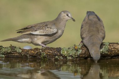Picui Ground Dove,  Columbina picui, Calden forest, La Pampa, Argentina clipart
