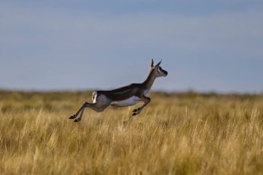 Blackbuck Antilobu, Arjantin 'in La Pampa şehrinde Pampas ovasına sıçradı.