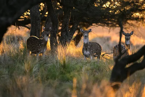 stock image Spotted deer in Calden Forest environment, La Pampa Province , Patagonia, Argentina.