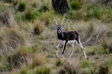 Pampas 'ta Blackbuck Antilobu, La Pampa bölgesi, Arjantin