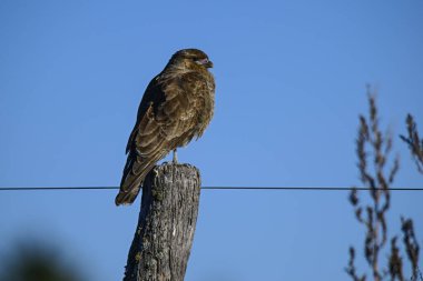 Caracara Şempango portresi, La Pampa ili, Patagonya, Arjantin