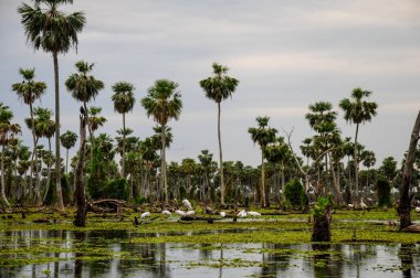 La Estrella Marsh, Formosa, Arjantin 'de palmiye manzarası.