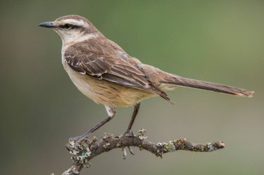 Beyaz bantlı alaycı kuş spinal orman ortamında, Pampas, Arjantin.