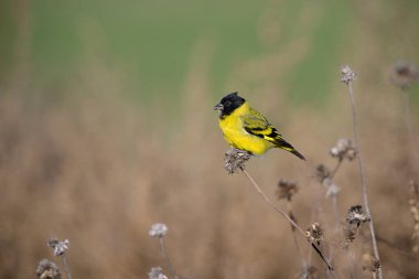 Hooded Siskin, in Calden Forest environment, La Pampa, Argentina. clipart