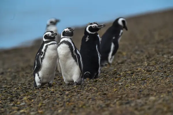 stock image Magellanic penguin, Caleta Valdes, peninsula Valdes, Chubut Province, Patagonia Argentina