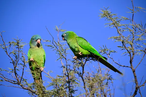 Blue Crown Parakeet, La Pampa Eyaleti, Patagonya, Arjantin