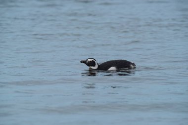 Magellanic penguin, Caleta Valdes, peninsula Valdes, Chubut Province, Patagonia Argentina