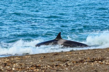 Killer Whale, Orca, hunting a sea lion pup, Peninsula Valdes, Patagonia Argentina