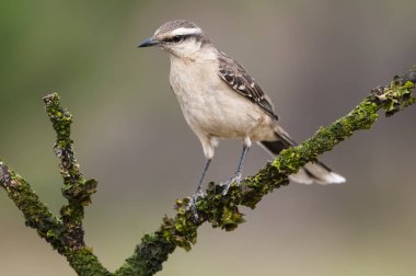 White banded mokingbird, in spinal forest environment , Pampas, Argentina.