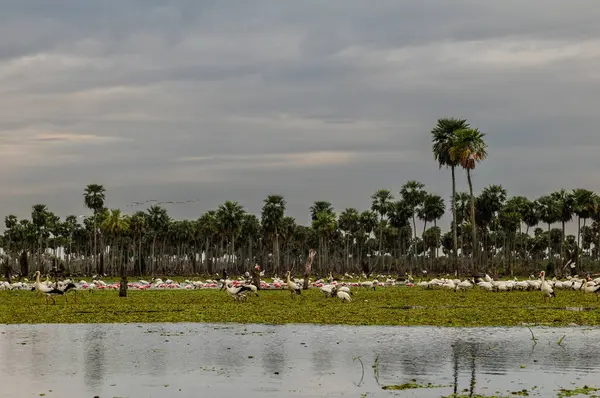 La Estrella Marsh, Formosa, Arjantin 'de palmiye manzarası.