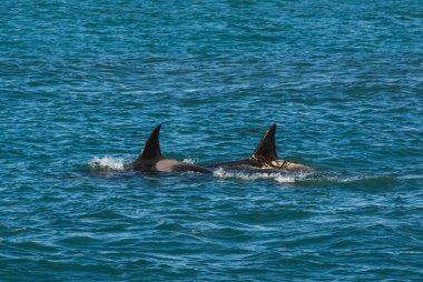 Killer Whale, Orca, hunting a sea lion pup, Peninsula Valdes, Patagonia Argentina