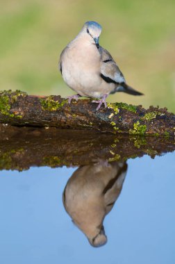 Picui Ground Dove, Columbina picui, Calden forest, La Pampa, Argentina