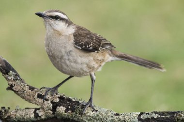 Beyaz bantlı alaycı kuş spinal orman ortamında, Pampas, Arjantin.