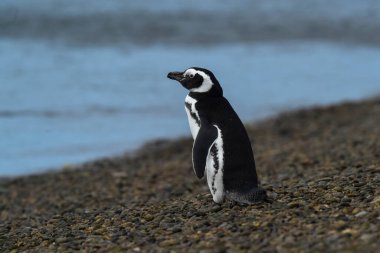 Magellanic penguin, Caleta Valdes, peninsula Valdes, Chubut Province, Patagonia Argentina