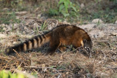 Güney Amerika Koati Pantanal, Brezilya 'da böcek arıyor