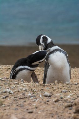 Magellanic penguin, Caleta Valdes, peninsula Valdes, Chubut Province, Patagonia Argentina