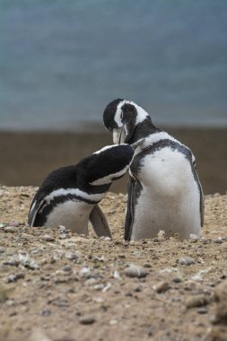 Magellanic penguin, Caleta Valdes, peninsula Valdes, Chubut Province, Patagonia Argentina clipart